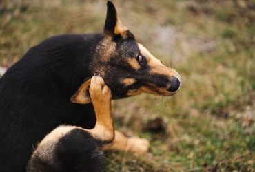 poux chiens