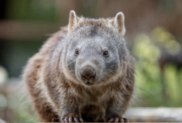 wombat