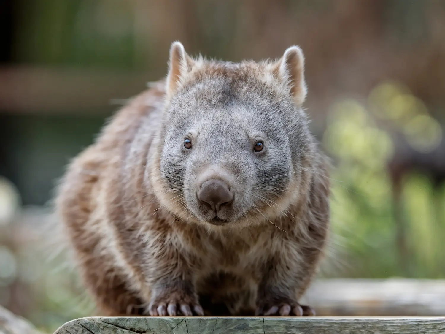 wombat