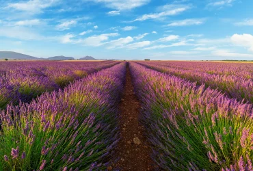 provence