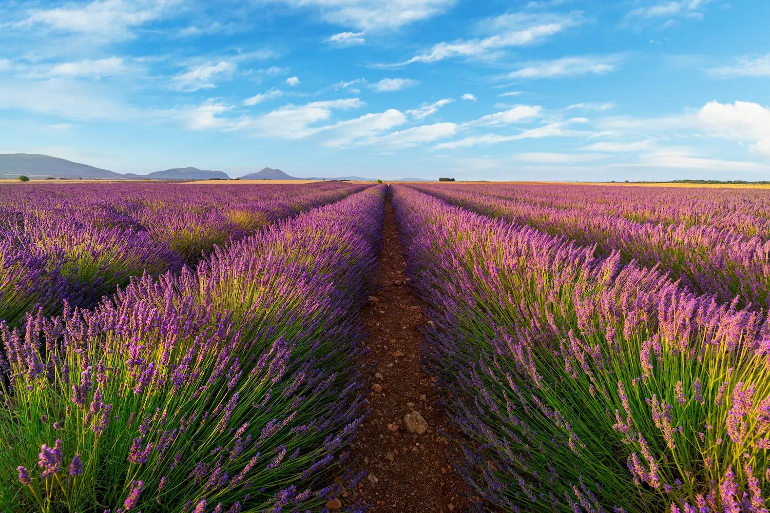 provence